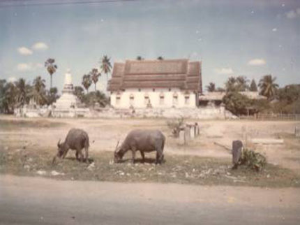 Grazing Water Buffalo