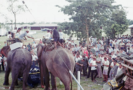 Elephants with Crowd