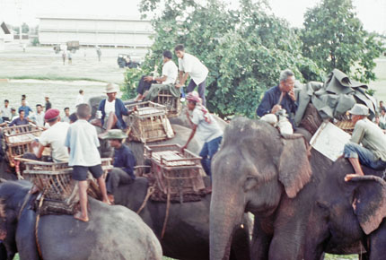 Elephants with Trainers