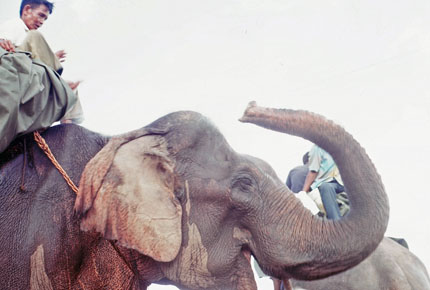 Elephant Raising Trunk