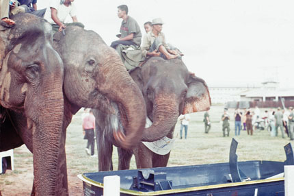 Elephants Drinking Water