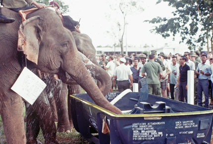 More Elephants Drinking Water