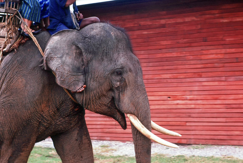 Elephant with Tusks